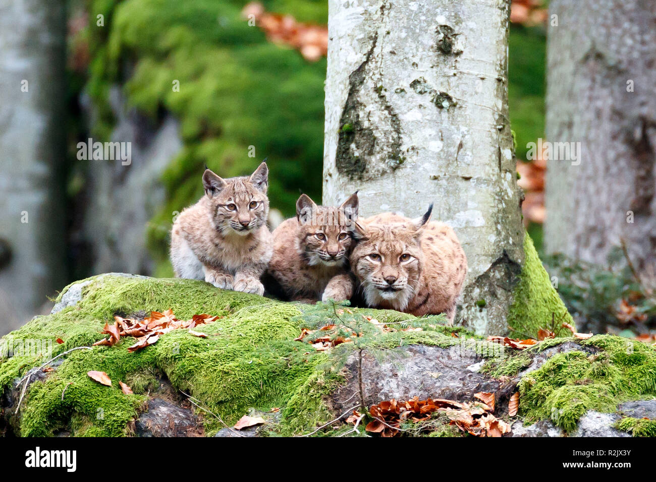 Luchs Lynx lynx, Europäischer Luchs, Mutter Tier, junge Tiere, Captive, Deutschland Stockfoto
