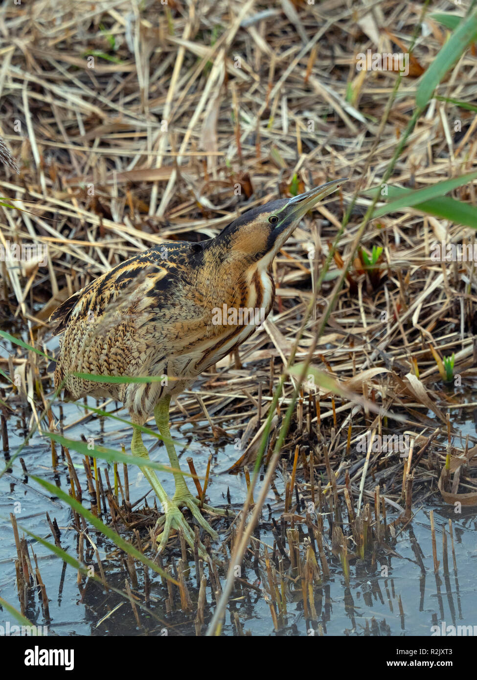 Rohrdommel Botaurus stellaris Fütterung Minsmere RSPB Reservat Suffolk November Stockfoto