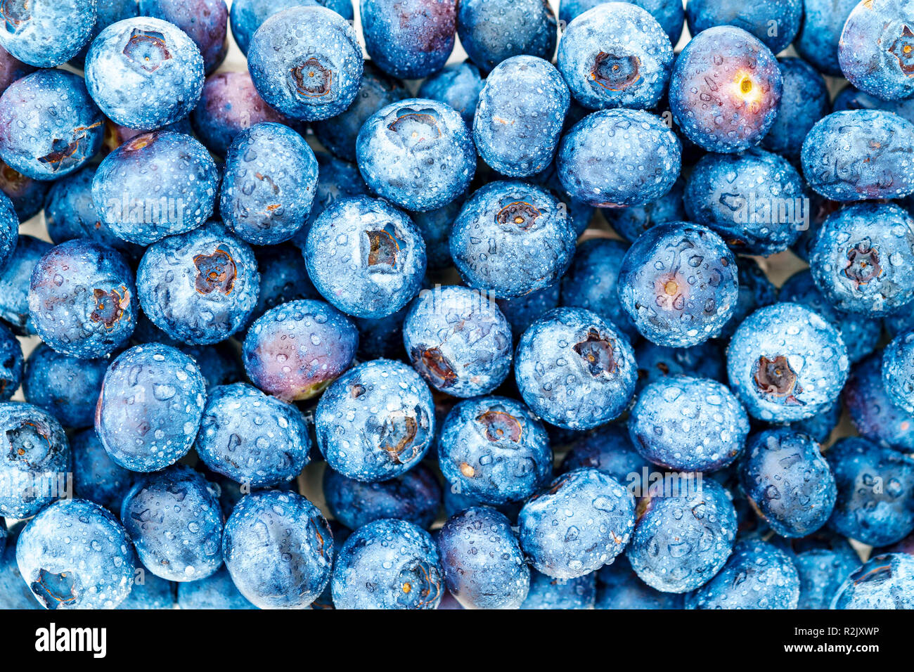 Blaubeeren mit Wassertropfen Stockfoto