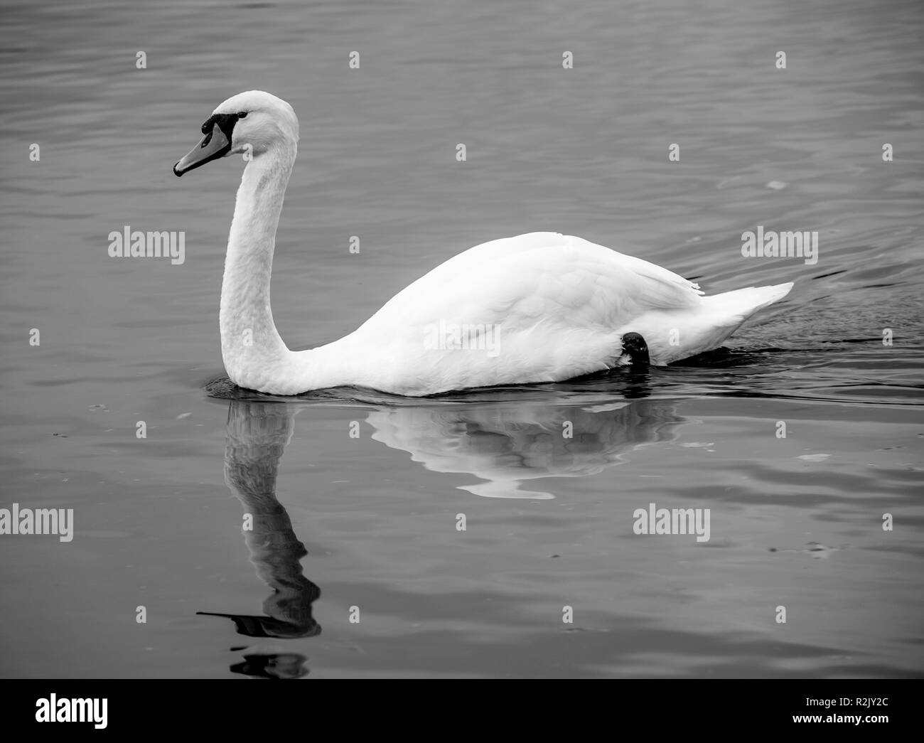 Ein männlicher Mute swan in Schwarz und Weiß Schwimmen auf dem See Windermere Bowness Lake District National Park Cumbria England Vereinigtes Königreich Großbritannien Stockfoto