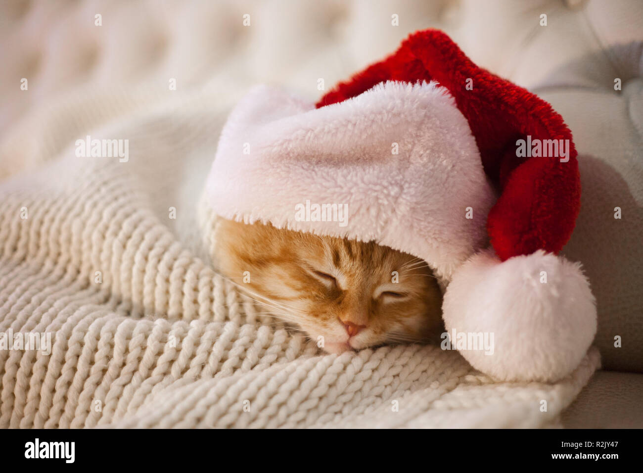 Süße rote Katze schlafen in den Hut von Santa Claus. Stockfoto