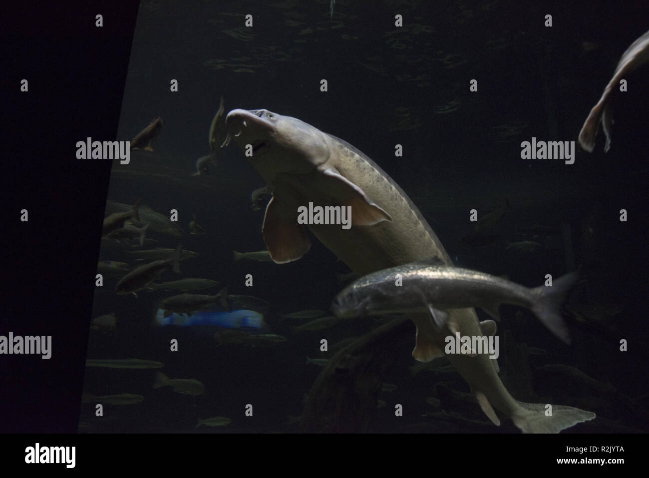 Atlantische stör Schwimmen im öffentlichen Aquarium Ozeaneum in Stralsund in Mecklenbug-Vorpommern in Deutschland. Stockfoto