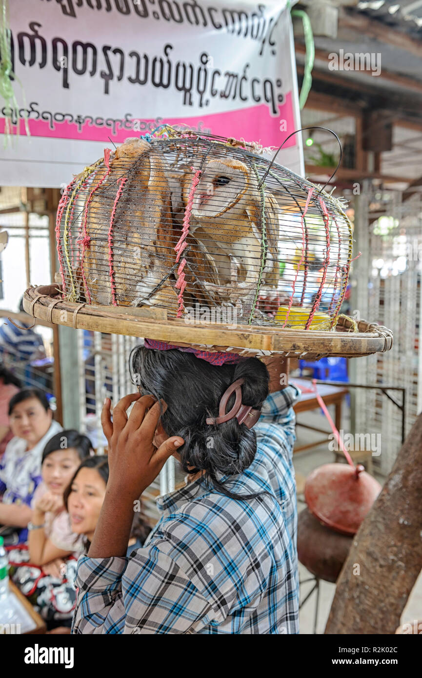 Glück vogel Anbieter verkaufen schleiereulen (Tyto alba). Sa Vögele khaley (das Glück Vögel) ist eine buddhistische Praxis für Glück. Mandalay, Myanmar (Birma) Stockfoto