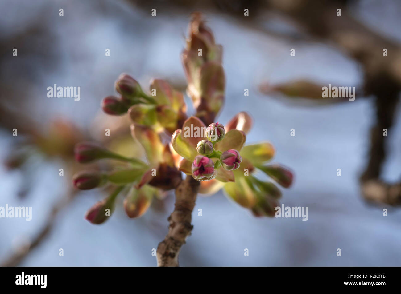 Close-up, Blüten, Knospen Stockfoto