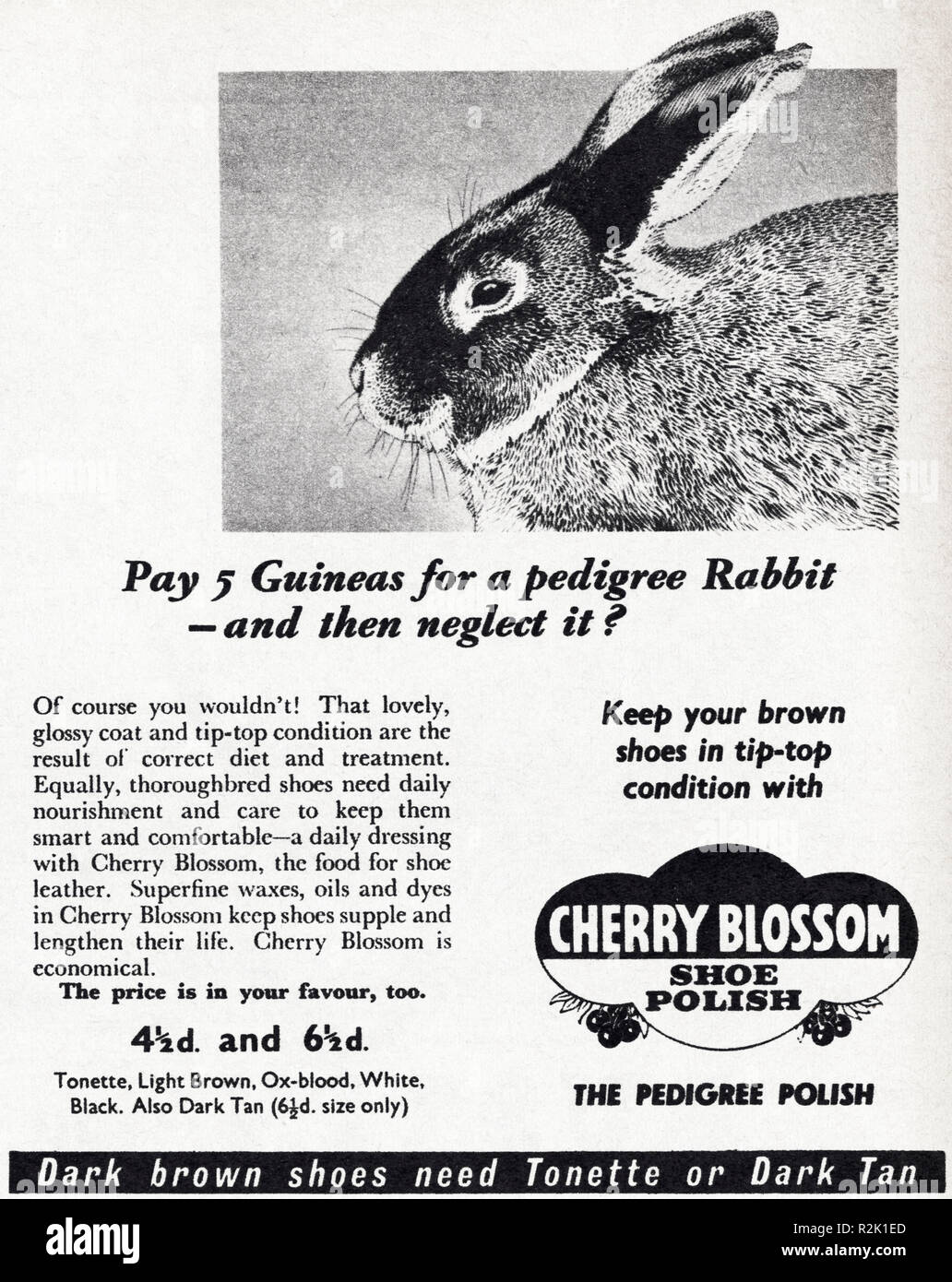 Original 50s Vintage alte drucken Werbung aus dem Englischen Magazin Werbung Cherry Blossom shoe Polish ca. 1954 Stockfoto