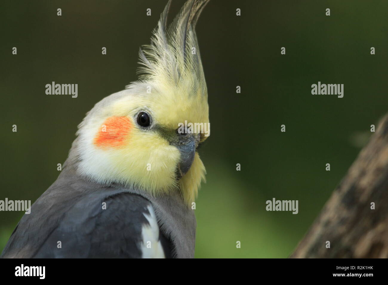 Vogel Punker Stockfoto