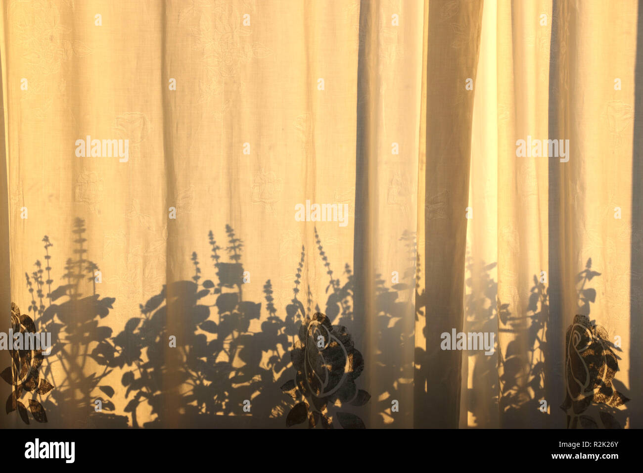 Pflanzen silhouette Fotos und Bildmaterial in hoher Auflösung Alamy