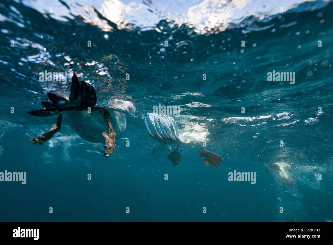 Kaptölpel Sardinen jagen, Morus capensis, Indischer Ozean, wilde Küste, Stockfoto