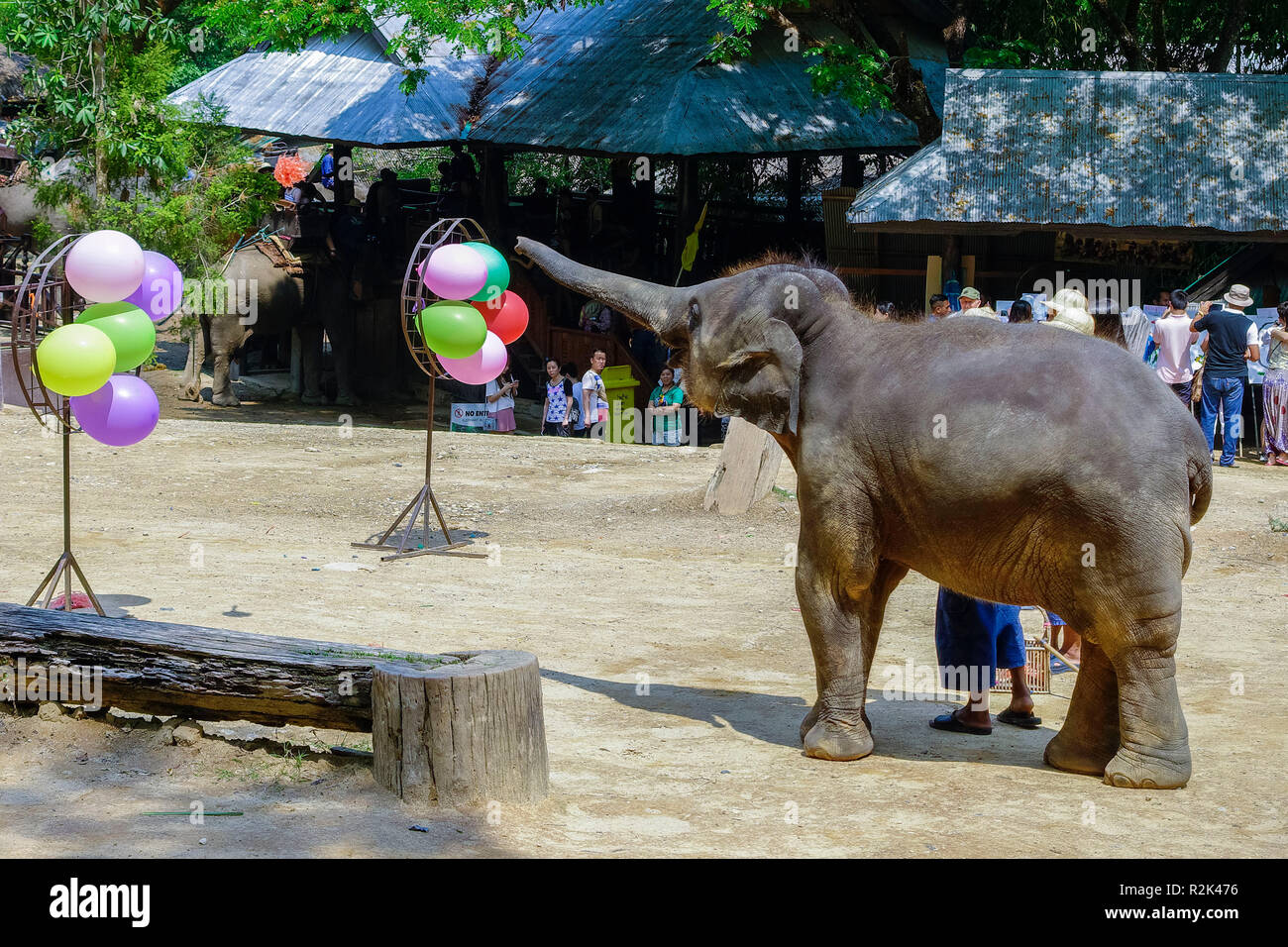 Maesa Elephant Camp, Chiang Mai, Thailand Stockfoto