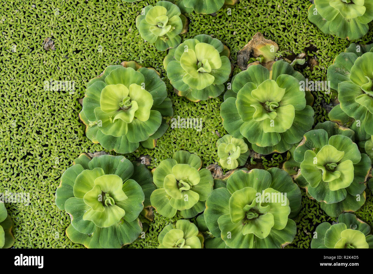 Wasserhyazinthen (Eichhornia Crassipes) Stockfoto