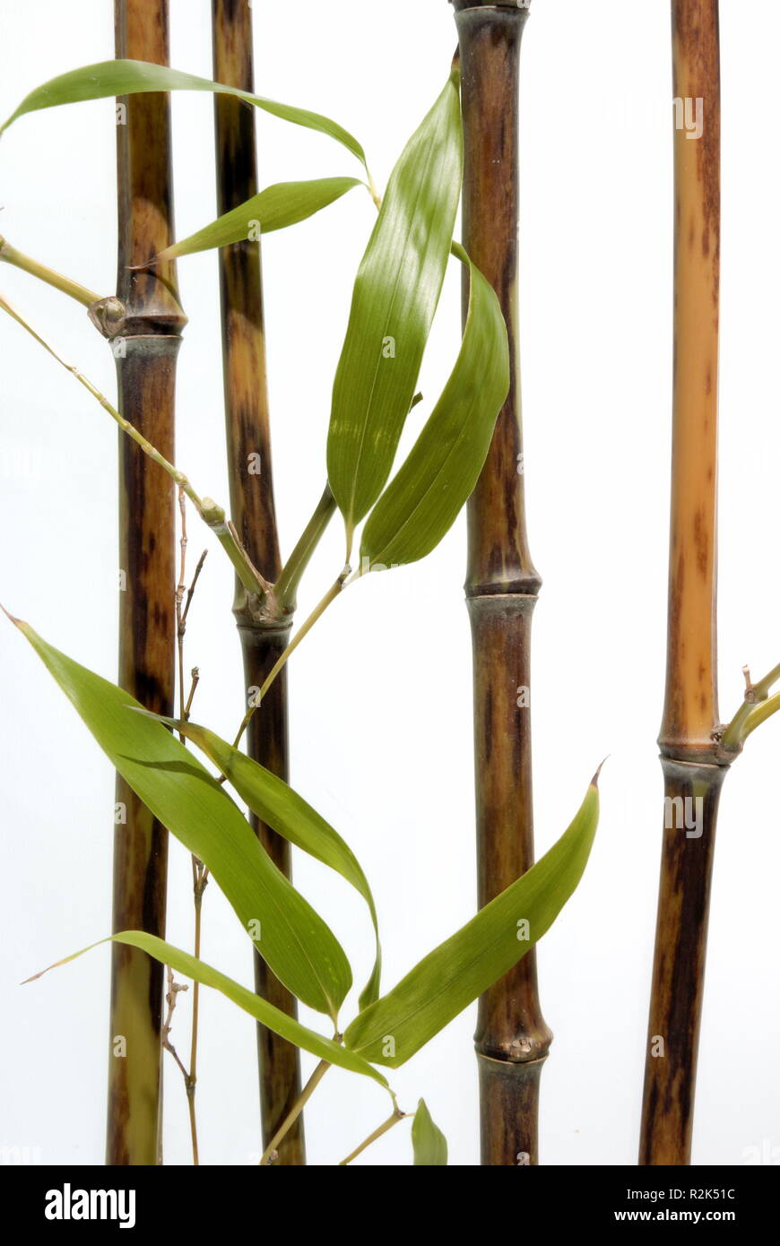 Phyllostachys Nigra boryana Stockfoto