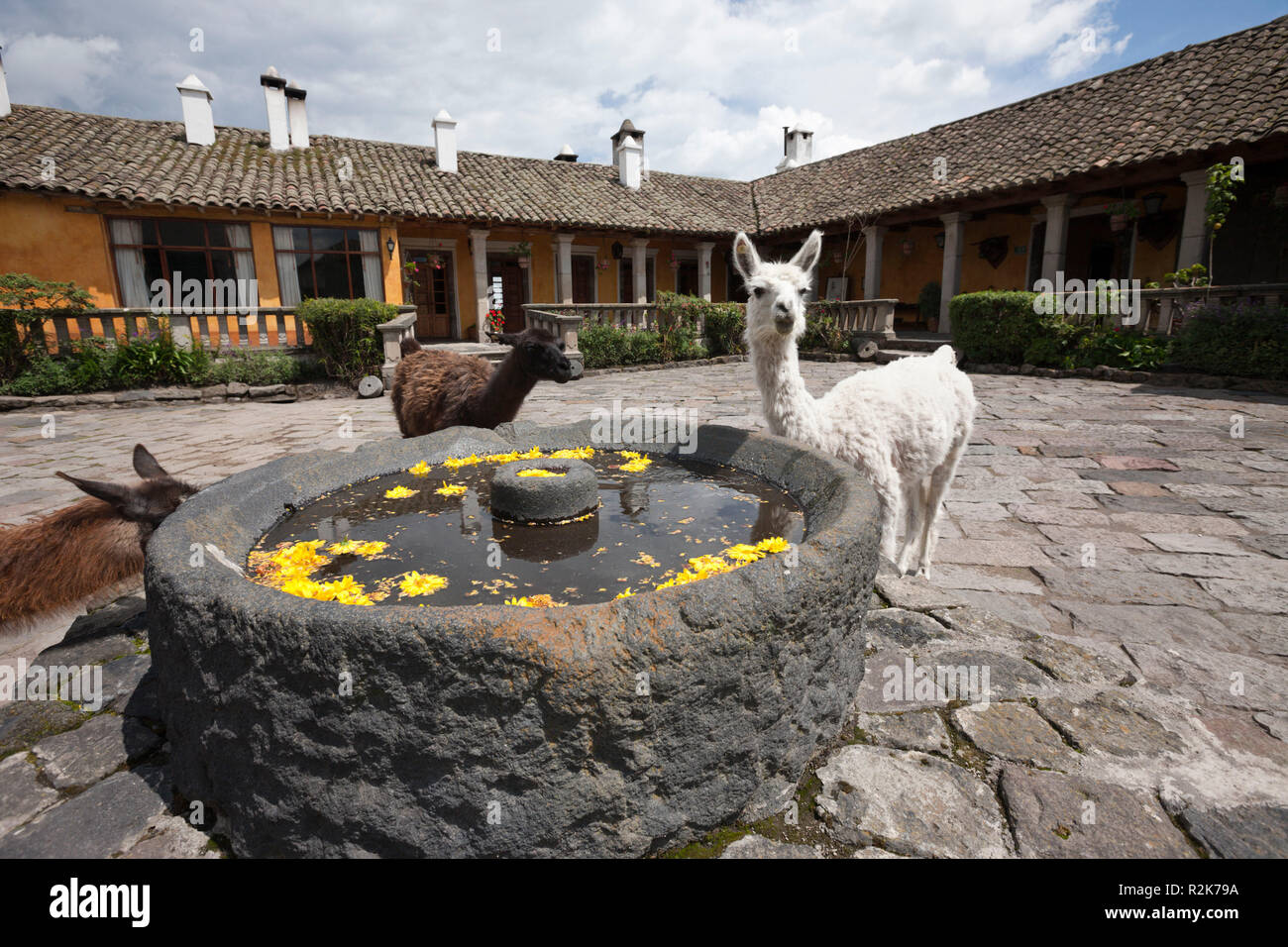 Lamas im Hacienda San Agustin de Callo, Lama glama, Cotopaxi Nationalpark, Galapagos, Ecuador Stockfoto