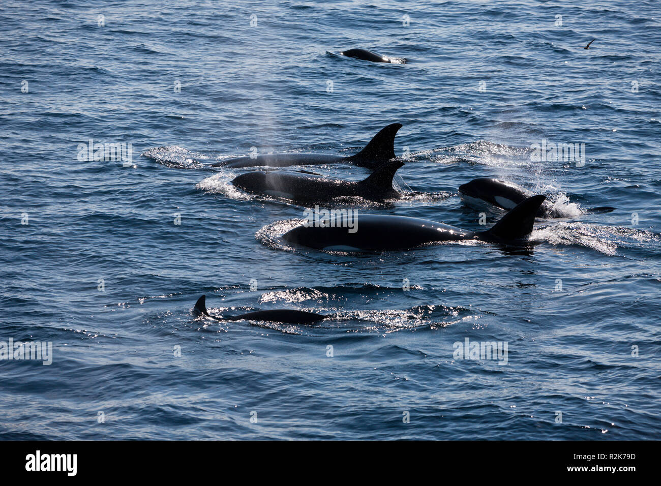 Orca Schwertwal Orcinus Orca, Isabela Island, Galapagos, Ecuador Stockfoto