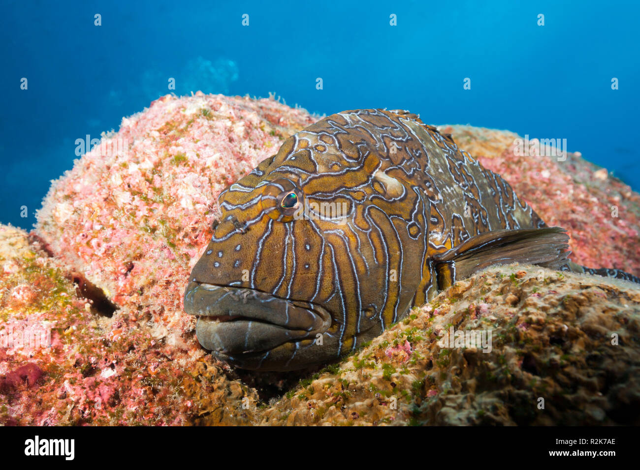 Riesige Hawkfish, Cirrhitus Rivulatus, Arch, Darwin Insel, Galapagos, Ecuador Stockfoto