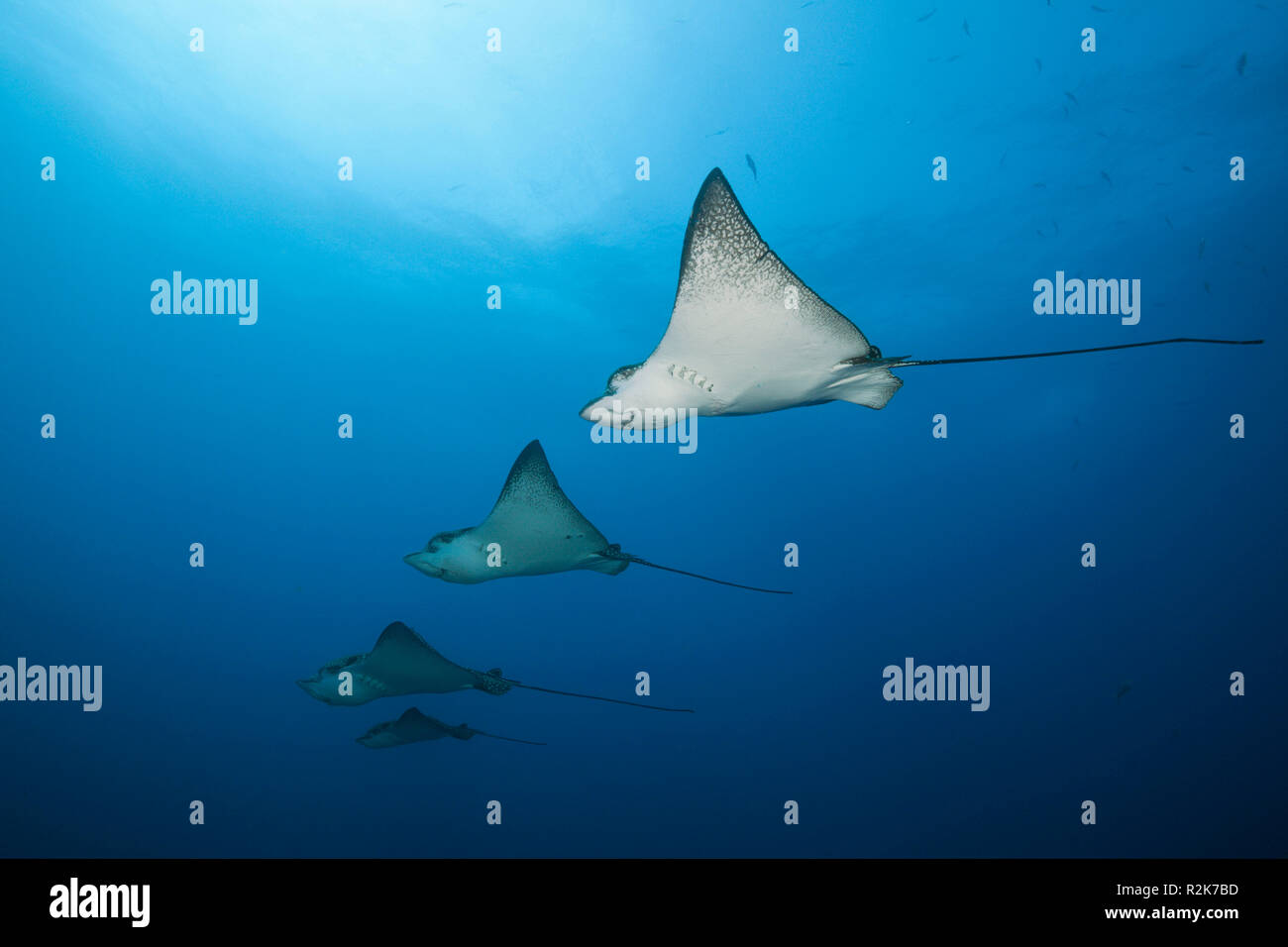 Spotted Eagle Ray, Aetobatus Narinari, Wolf Island, Galapagos, Ecuador Stockfoto