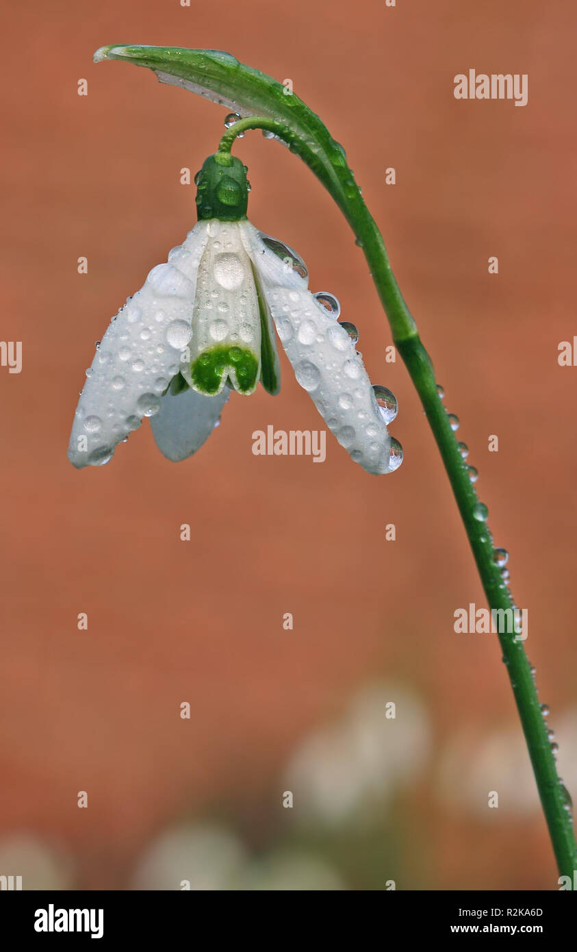 Schneeglöckchen Stockfoto