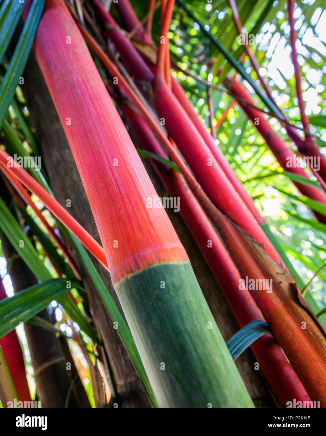 Lippenstift Palmen, oder Cyrtostachys Renda, im Aargau Kaffee Plantage in der Nähe von Tapachula, Chiapas, Mexiko. Stockfoto