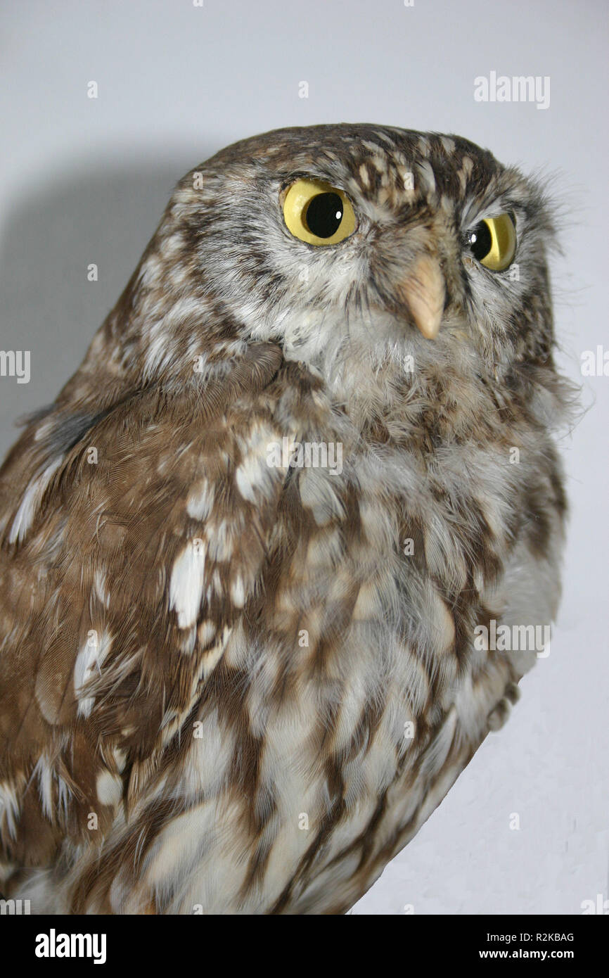 WaldkÃ¤utzchen Stockfoto