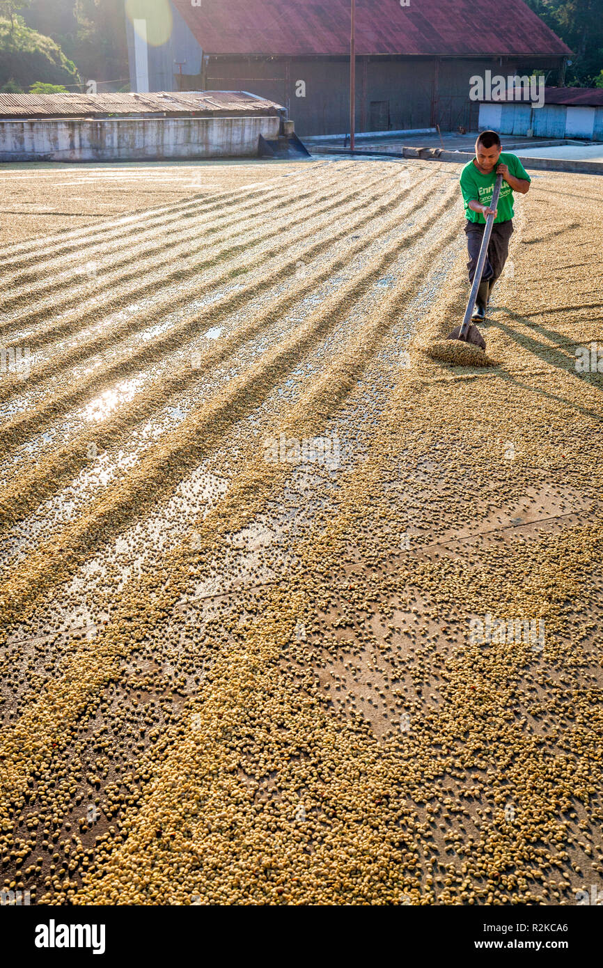 Ein Arbeitnehmer macht Reihen von Kaffeebohnen bei der Trocknung auf der Finca Hamburgo Kaffee Plantage in der Nähe von Tapachula, Chiapas, Mexiko. Stockfoto