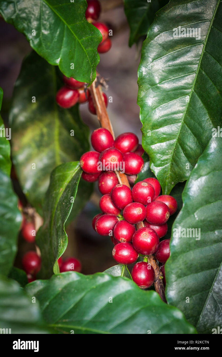 Arabischer Kaffee Kirschen auf der Finca Hamburgo Kaffee Plantage in der Nähe von Tapachula, Chiapas, Mexiko. Stockfoto