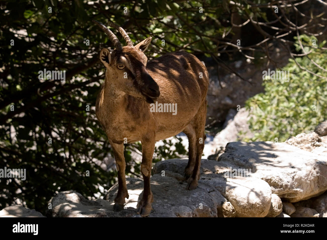 Kretische Wildziege Stockfoto