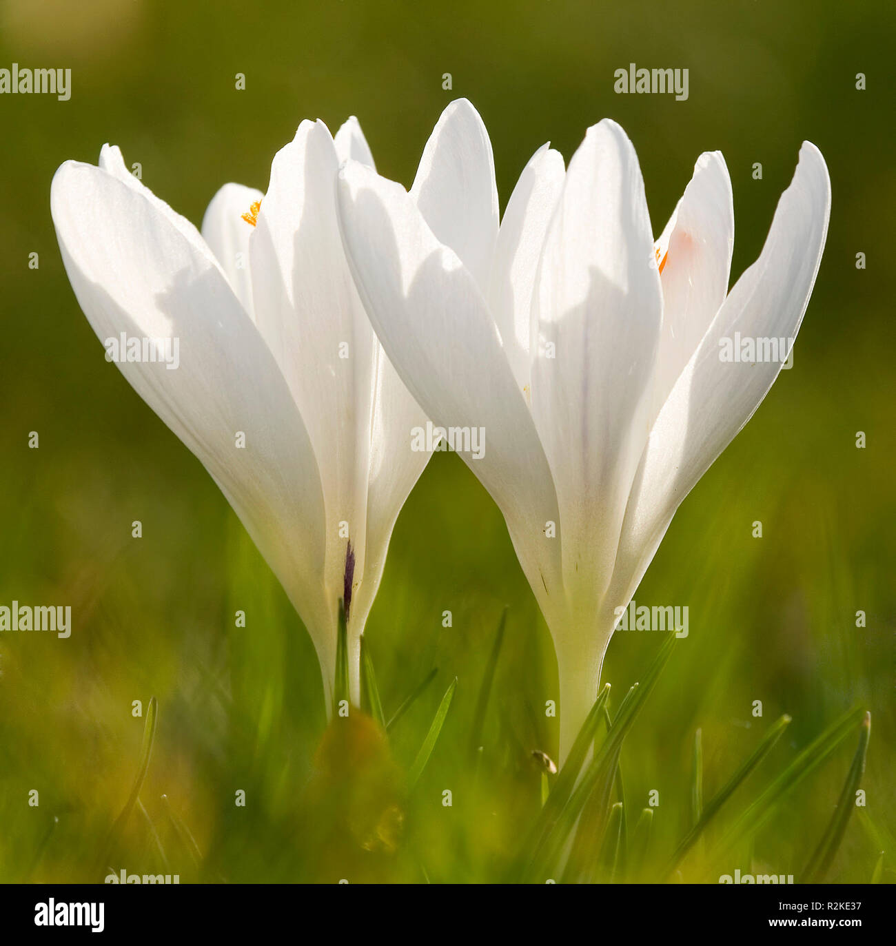 zarte Blumen Stockfoto