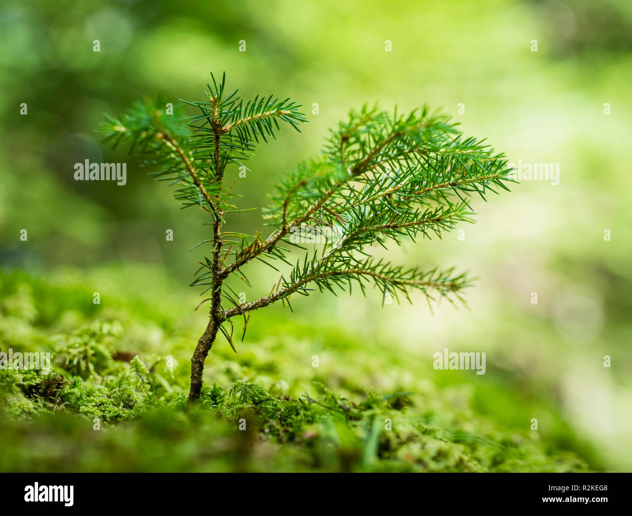 Nahaufnahme einer jungen Trieb von einem Nadelbaum Stockfoto