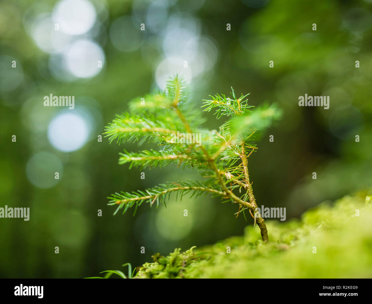 Nahaufnahme einer jungen Trieb von einem Nadelbaum Stockfoto