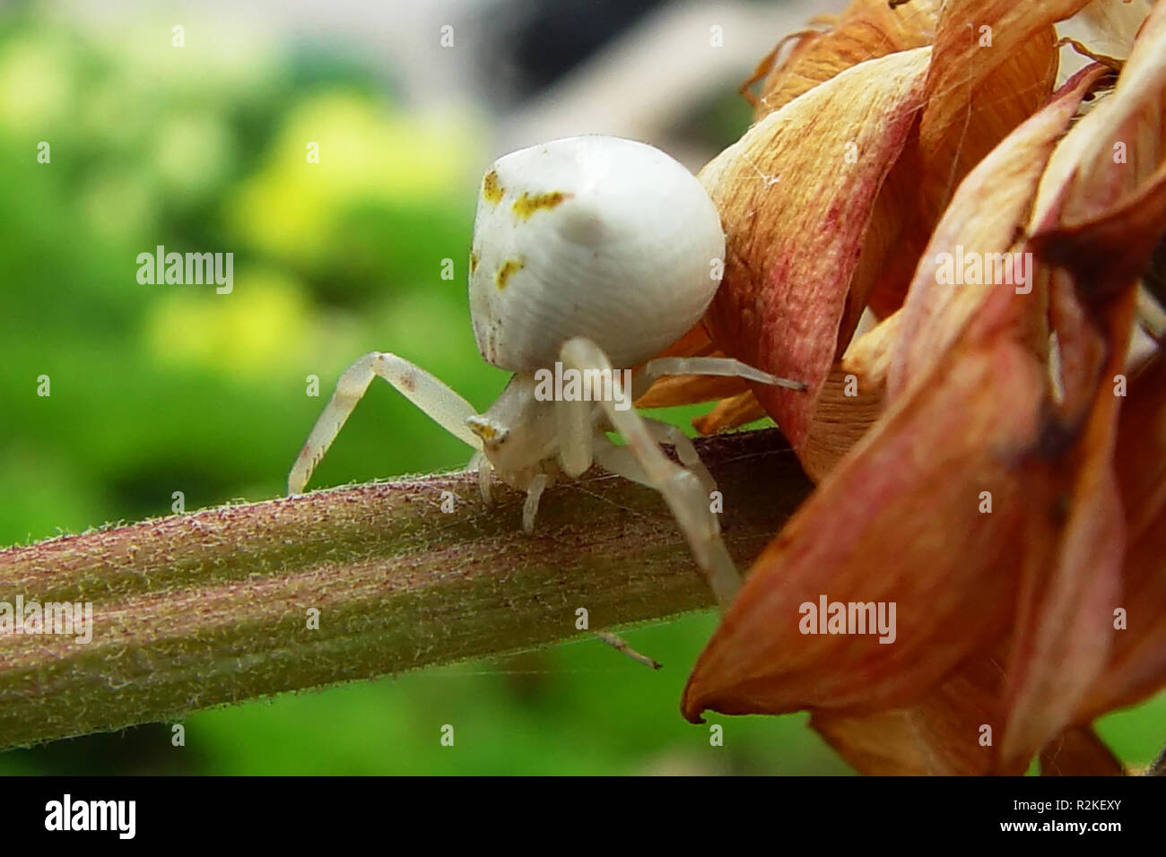 Hump u 200 bu 200 bcrab Spider-i- Stockfoto