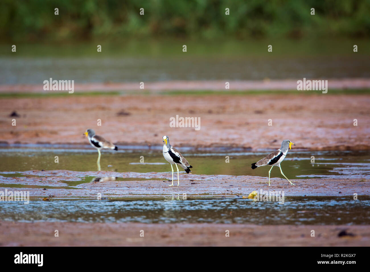 Weiße Leitung Kiebitz im Krüger Nationalpark, Südafrika; Specie Vanellus albiceps Familie von charadriidae Stockfoto