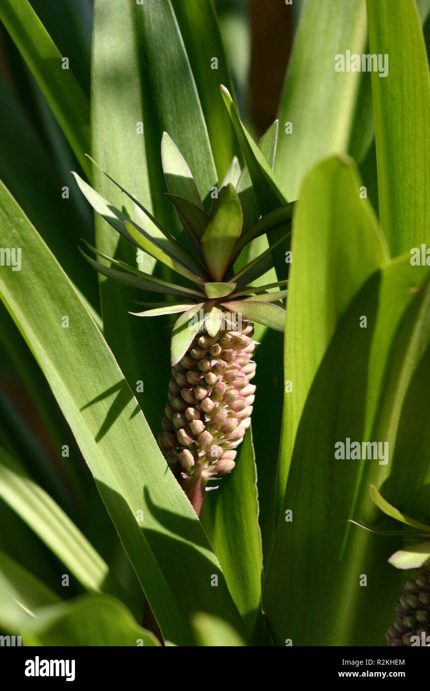 Ananas Blüte Stockfoto