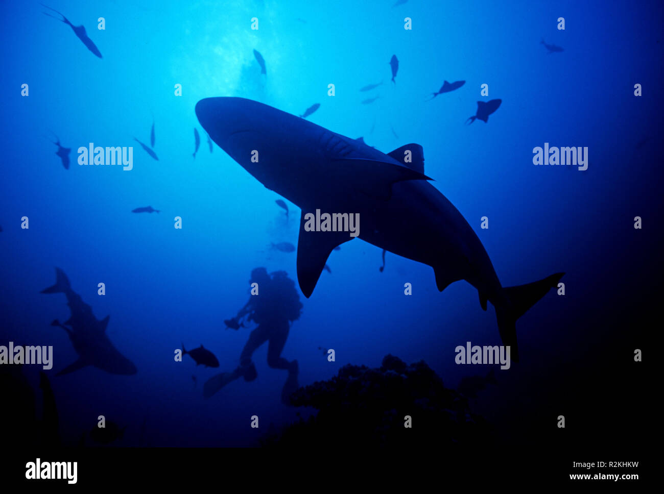 Graue Riff mit Diver Stockfoto
