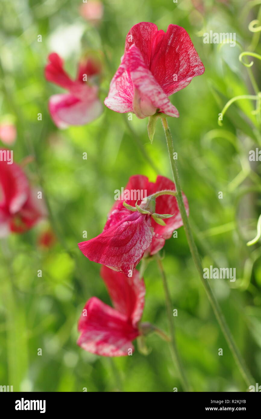 Lathyrus Odoratus 'America', einem altmodischen, stark duftend Flocken Sweet Pea, UK. Hauptversammlung Stockfoto