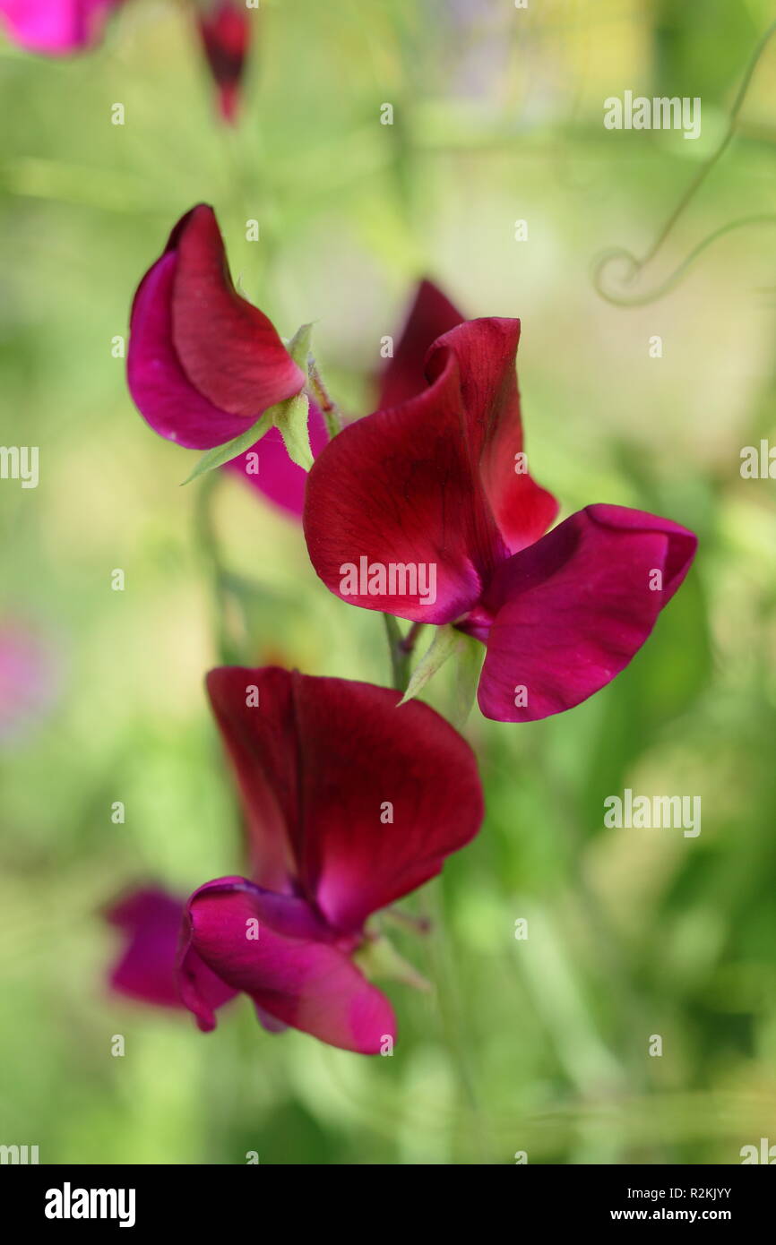 Lathyrus Odoratus' Jack Ellis' eine moderne grandiflora Sweet pea Blüte in einem Englischen Garten, Großbritannien Stockfoto