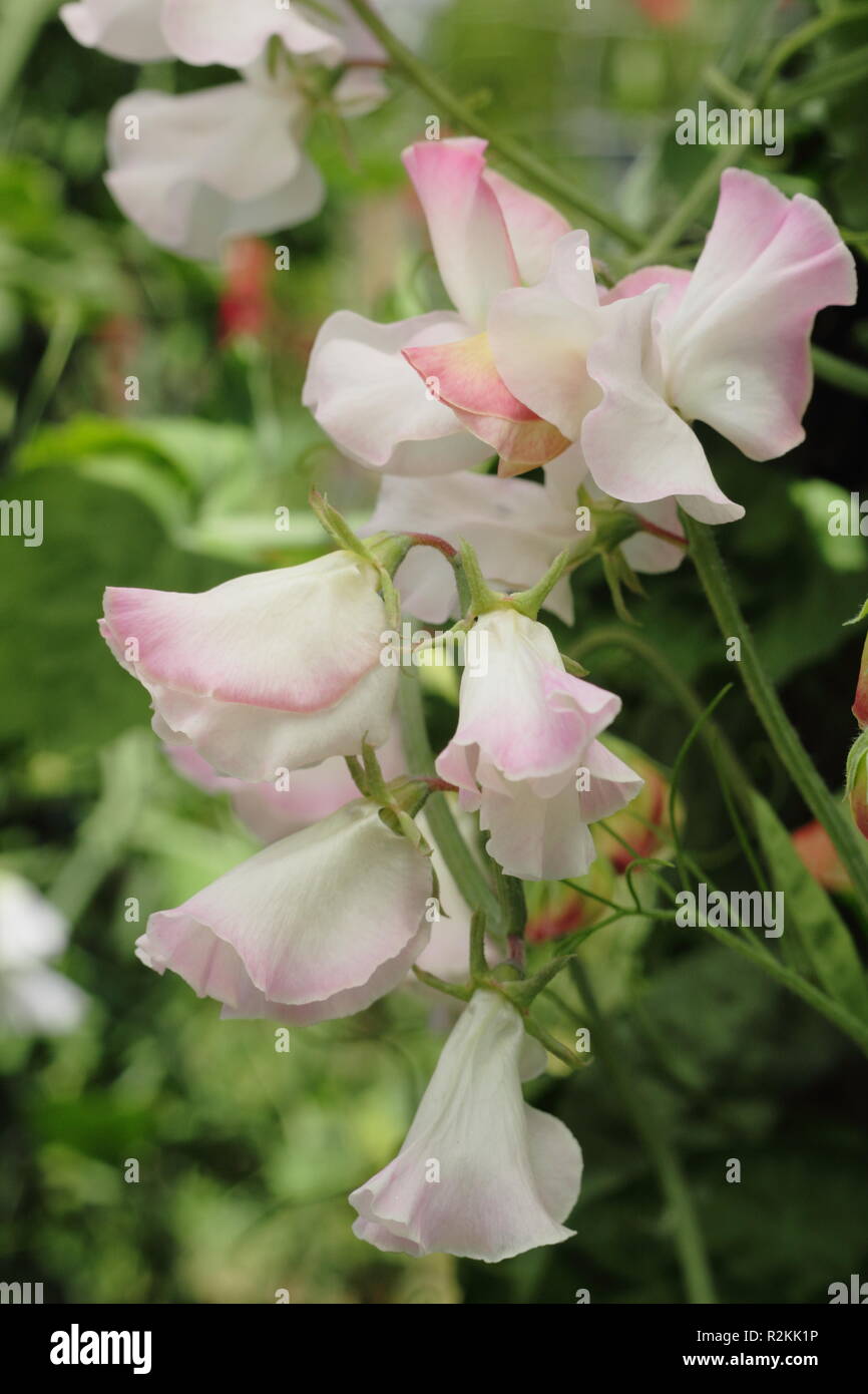 Lathyrus Odoratus. Sweet pea 'Jahrestag' Blüte in einem Englischen Garten, Großbritannien Stockfoto