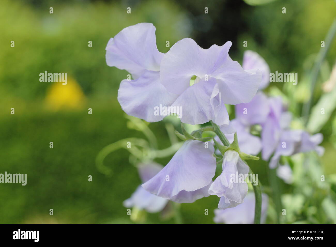 Lathyrus Odoratus. Sweet pea 'Imperial', Großbritannien Stockfoto