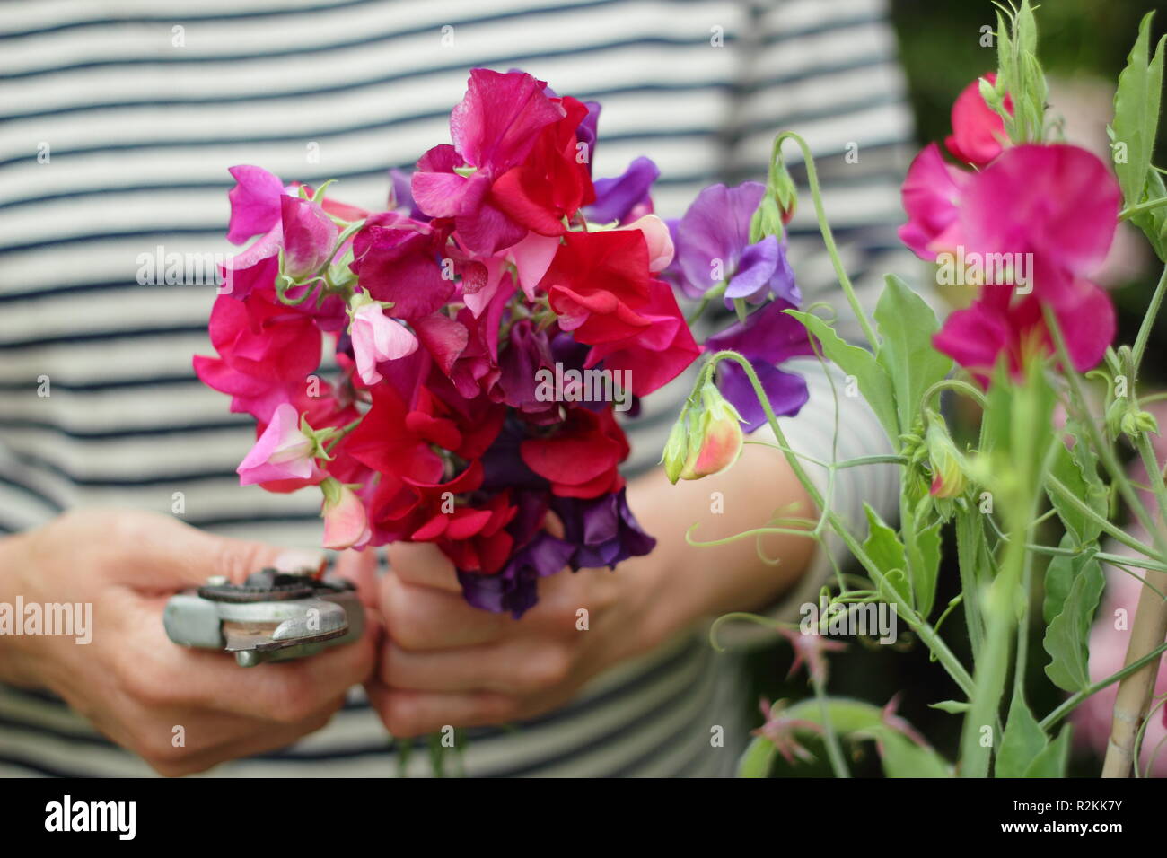 Lathyrus Odoratus. Frau Kommissionierung ein Bündel von Spencer Sweet pea Blumen in einem Englischen Garten, Großbritannien Stockfoto