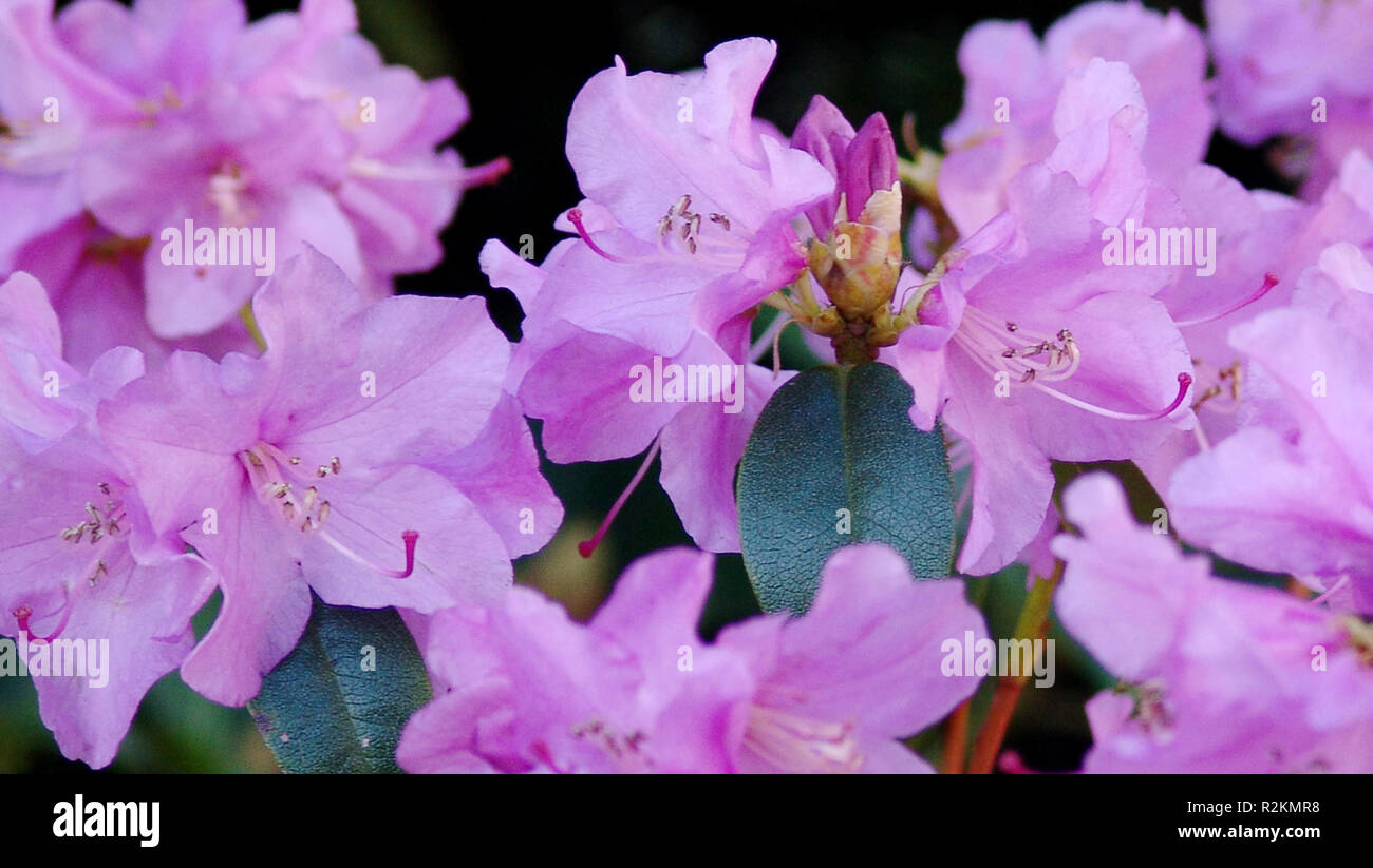 Beurre Rhododendron Stockfoto