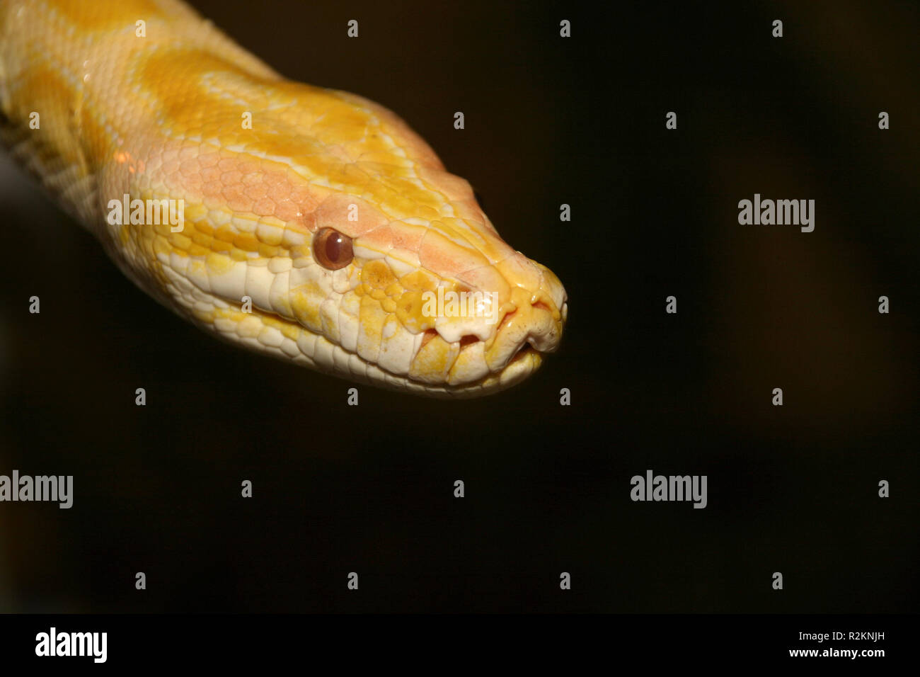 Python Stockfoto