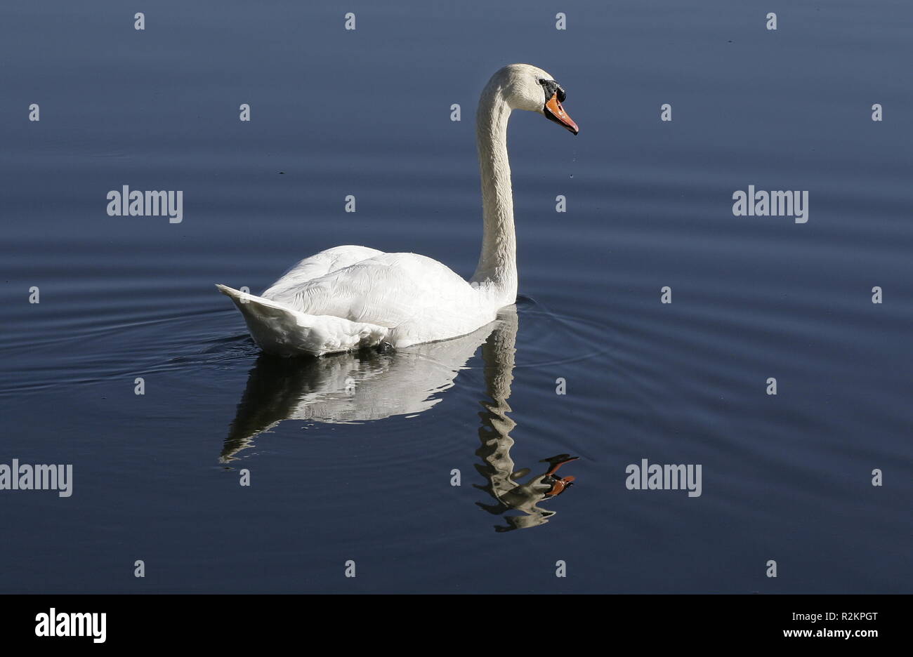 Mute swan-erhabene Stockfoto