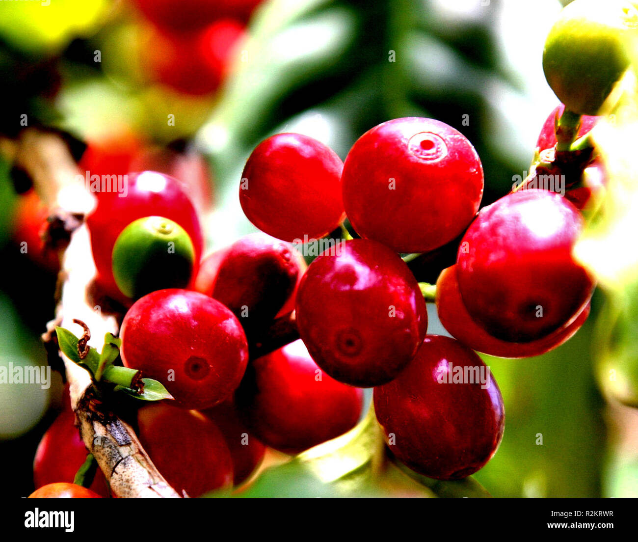 Reif/Beeren Stockfoto