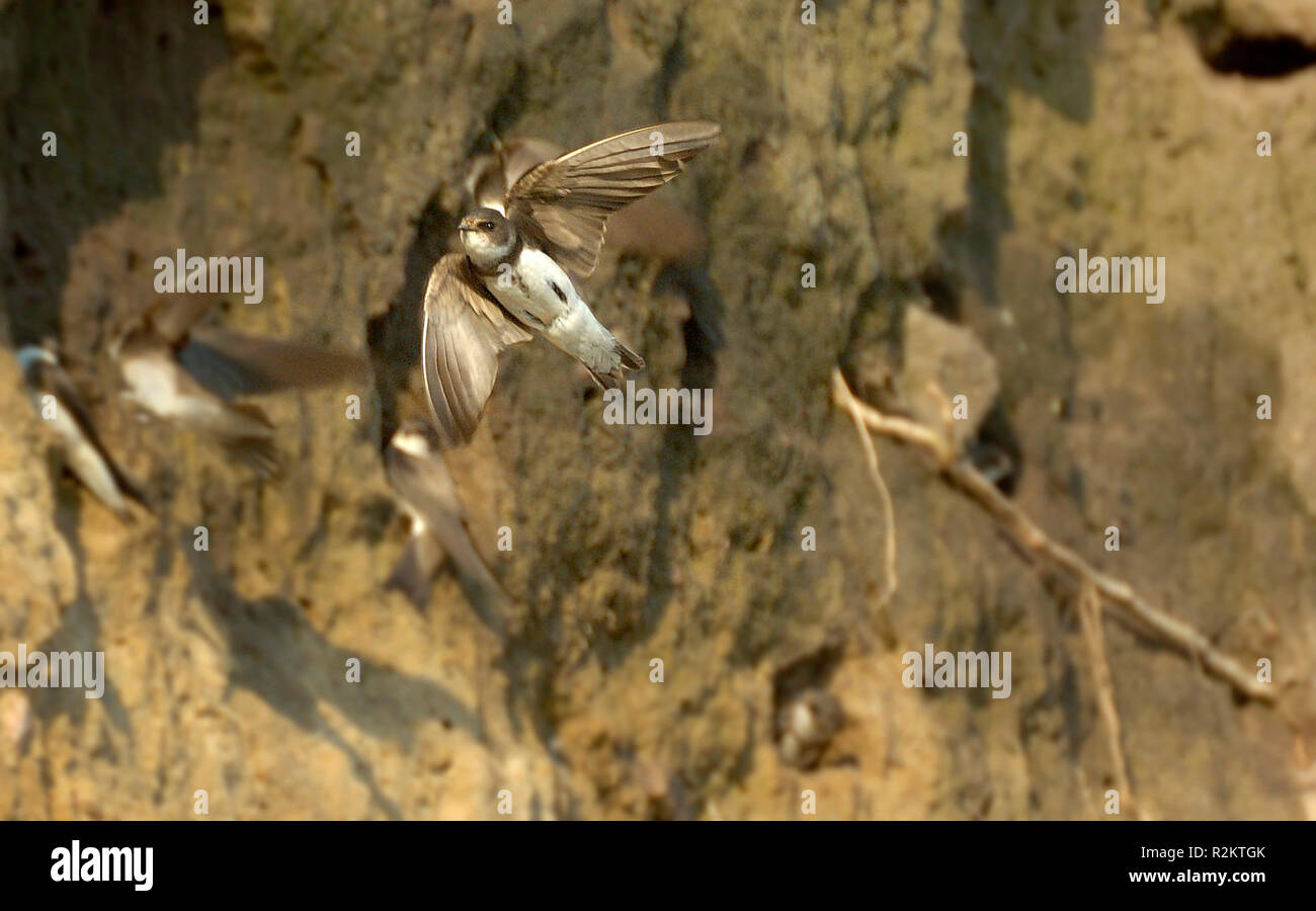 Uferschwalben 2 Flug Bild Stockfoto