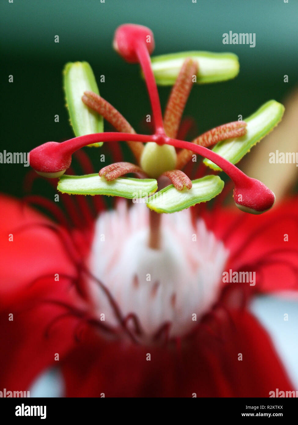 Rote Passionsblume Stockfoto