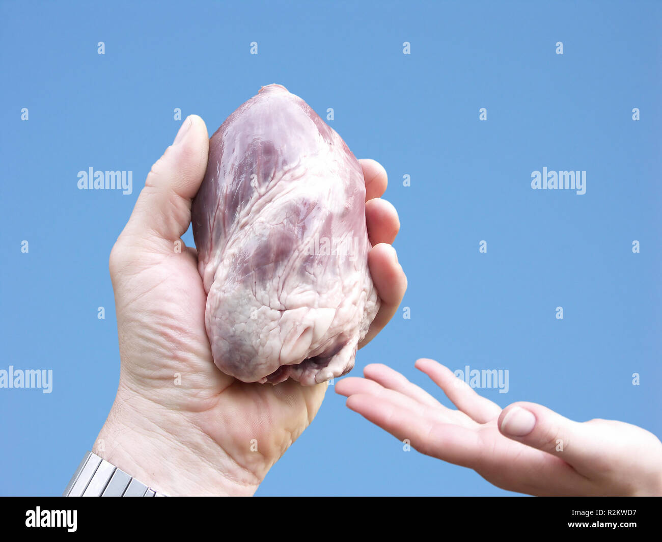 Organspende, das Herz in der Hand Stockfoto