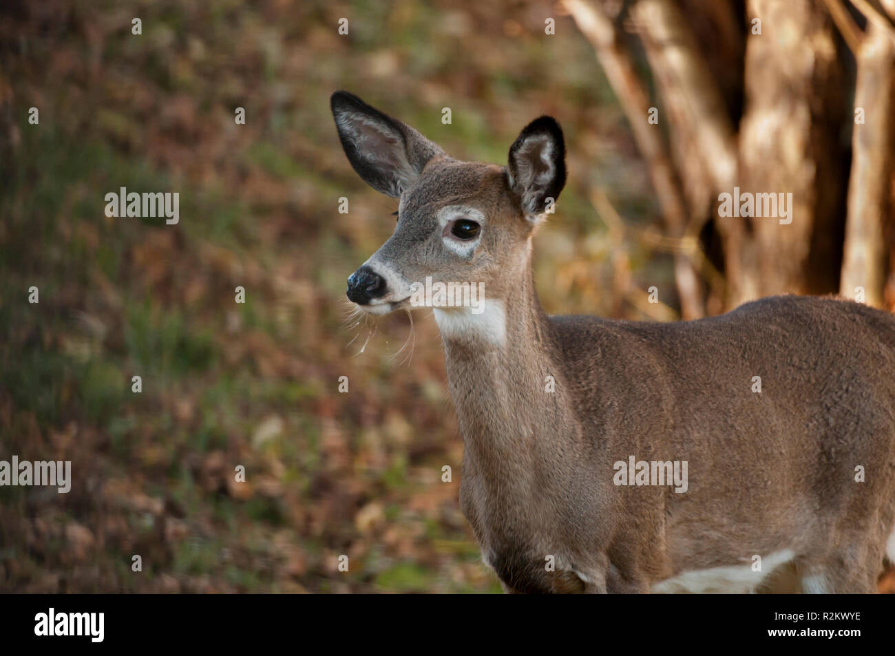 Nahaufnahme von einem Hirsch mit Herbstlaub im Hintergrund Stockfoto