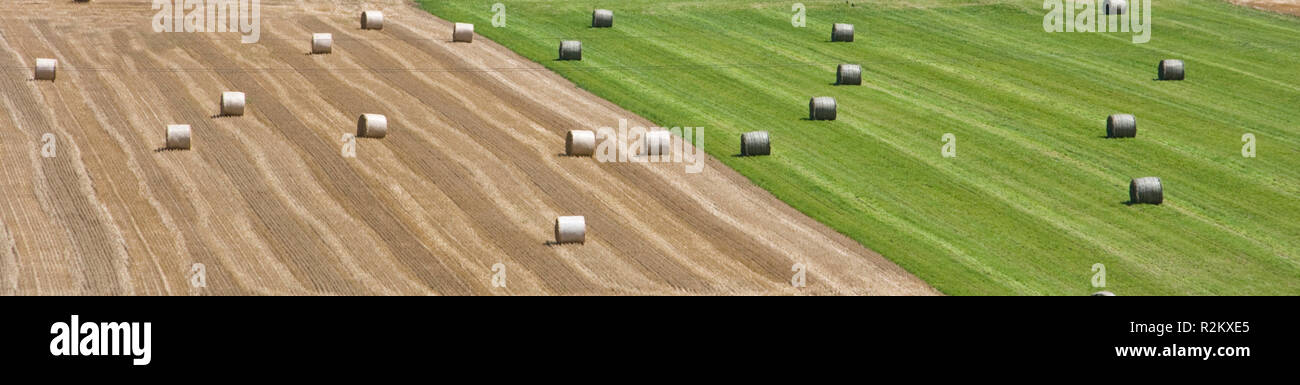 Kornfeld Stockfoto