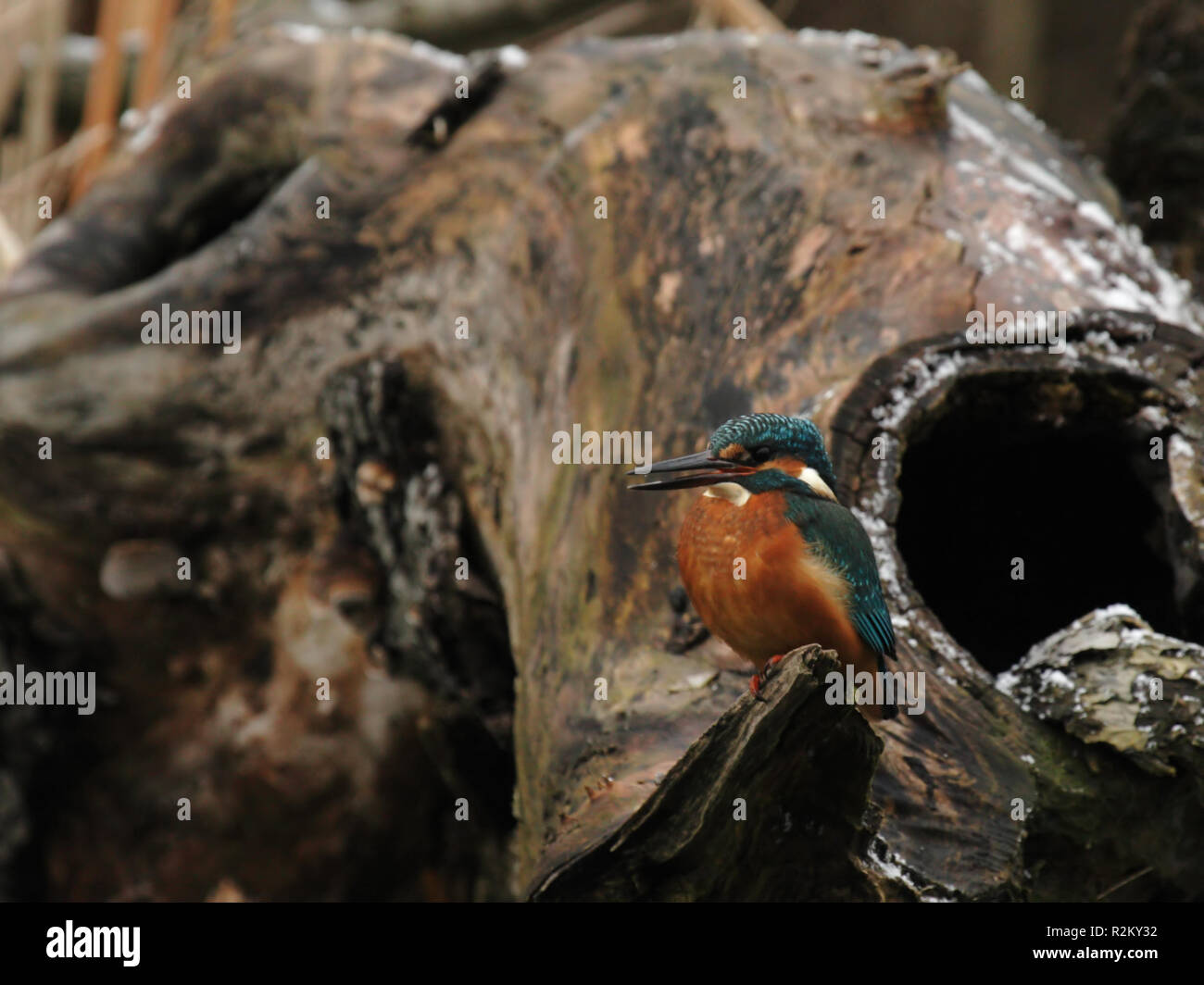 Eisvogel Stockfoto