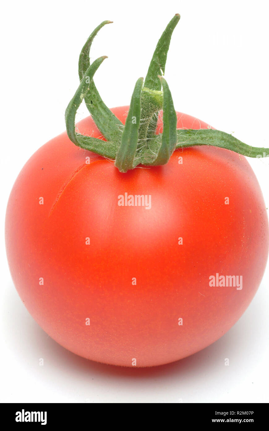 Tomaten Stockfoto