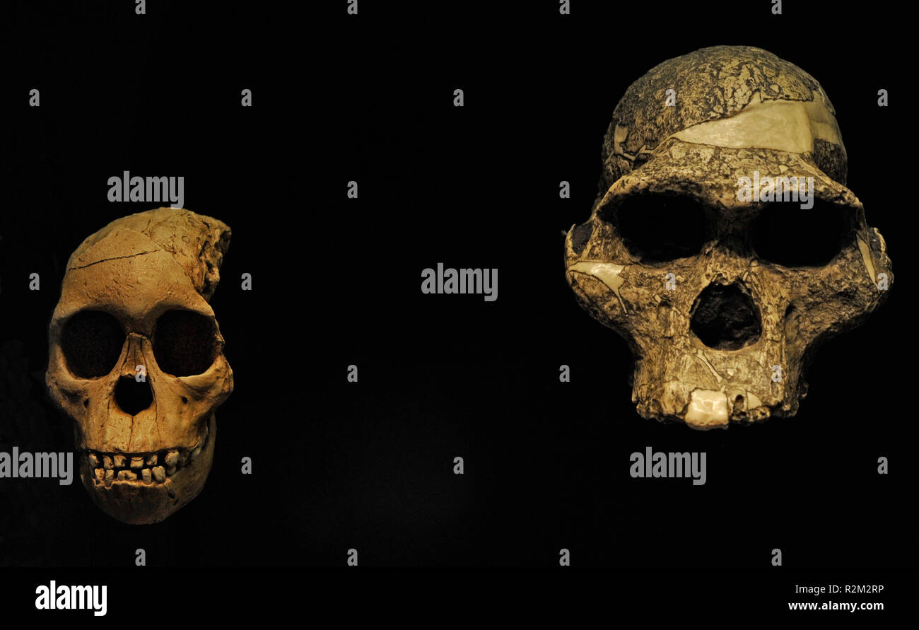 Die Vervielfältigung von zwei Australopithecus africanus Schädel. Auf der linken Seite, Taung Kind, Schädel eines Kindes individuell. 2,3 Millionen Jahre. Von Taung, Botswana; auf der rechten Seite, Frau Ples. 2,5 Millionen Jahre. In Sterkfontein, Südafrika gefunden. Pleistozän. Nationalen Archäologischen Museum in Madrid. Spanien. Stockfoto