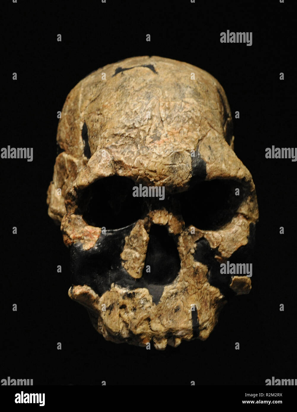 "Homo rudolfensis". Reproduktion eines erwachsenen Schädel. Schädelkapazität, 775 cc. 1,9-1,8 Millionen Jahren. Unteren Paläolithikum. In Koobi Fora, Kenia gefunden. Nationalen Archäologischen Museum. Madrid. Spanien. Stockfoto